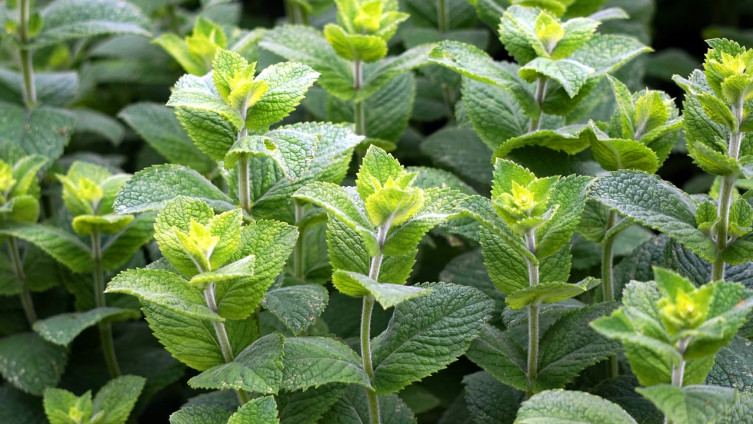 Sve blagodati nane: Kako se zaista priprema čaj od ove biljke