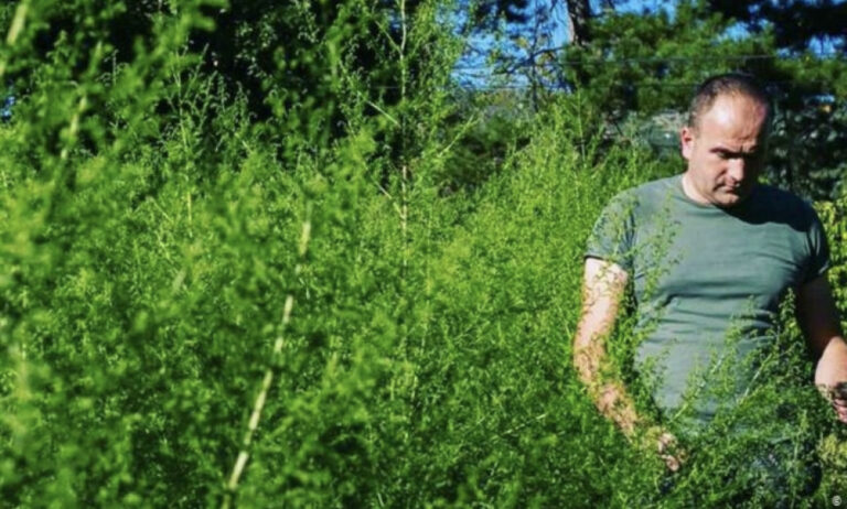 NA TRAGU SENZACIJE: Lijek protiv korone raste u Hercegovini!?