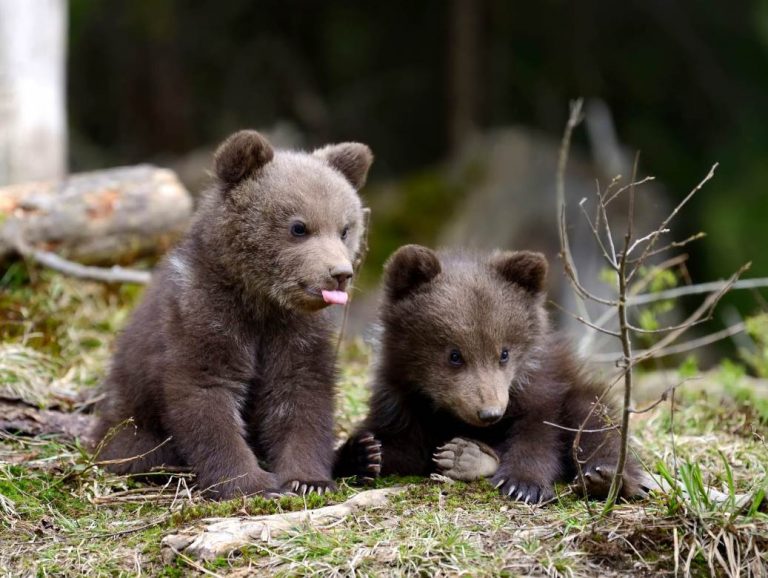 U poslednja tri mjeseca izgubljeno šest jedinki medvjeda u BiH