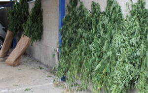 A35F5007 BD6F 4202 9222 68D7126EBA21