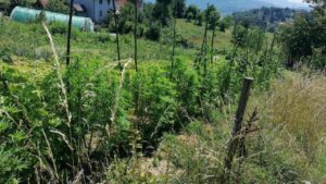 ADD67D87 87D2 4D35 BA7F AF4088BA7C19