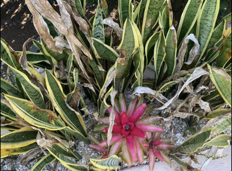 Novi izazov: Samo najspretniji su uspjeli pronaći mačku na slici