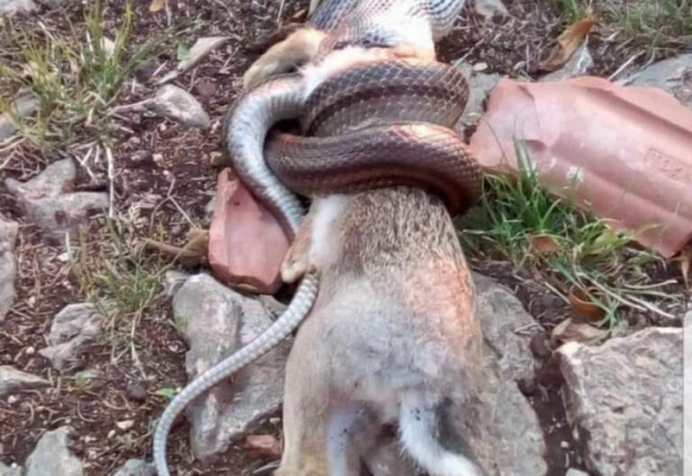 Lovci u BiH iznenađeni: Stolačka “anakonda” guta i zečeve