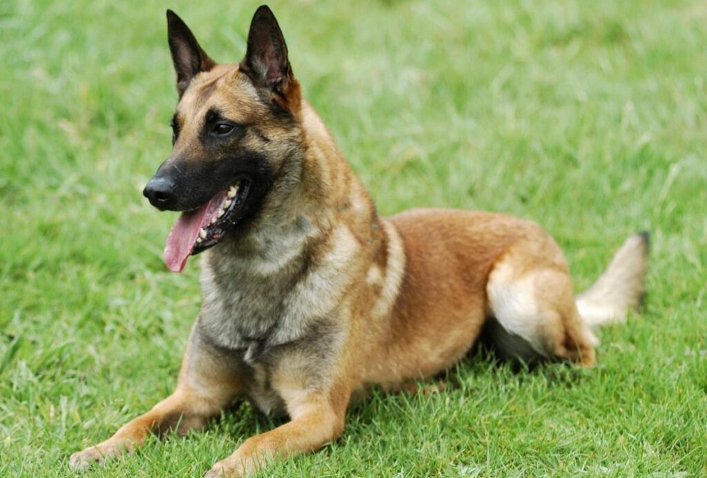 Belgijski ovcar moja farma