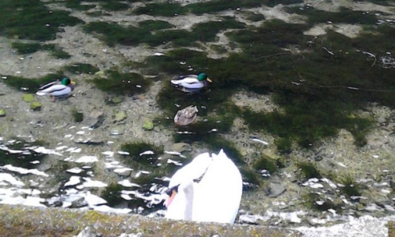 Počinje eko kampanja: U naredna tri mjeseca čistit će se rijeka Bosna