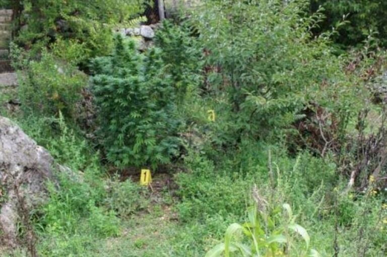 Hercegovac uhapšen dok je zalijevao marihuanu