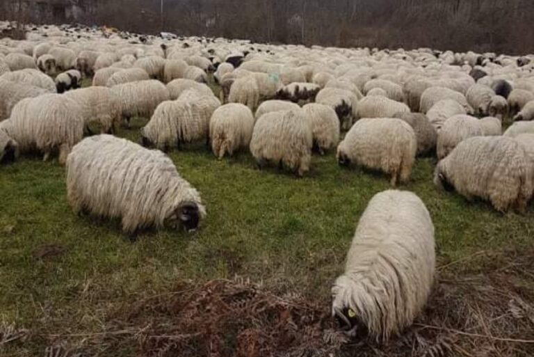 Lopovi ženi ukrali janje, pretukli je i autom prešli preko noge