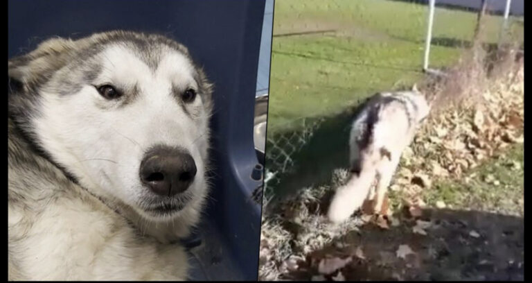 Nakon užasnog čina, lijepe vijesti: Haski pregažen traktorom ponovo na nogama