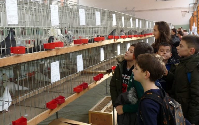 ZENICA Planirana aukcija golubova poštara