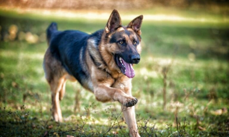 Sahranili živog psa: Vlasnicima rečeno da je bolestan, pokušali ga ubiti iz milosrđa