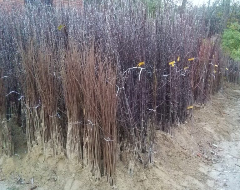 Zavidovići: Ukradeno dvadeset sadnica voća