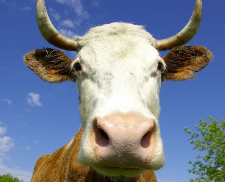 Uprava za indirektno oporezivanje BiH prodaje kravu i žensko tele