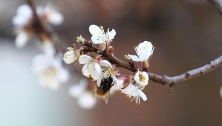 Prvo džemre udara ove sedmice, saznajte i kad su goveđa zima, rozi-hidr, erbein…
