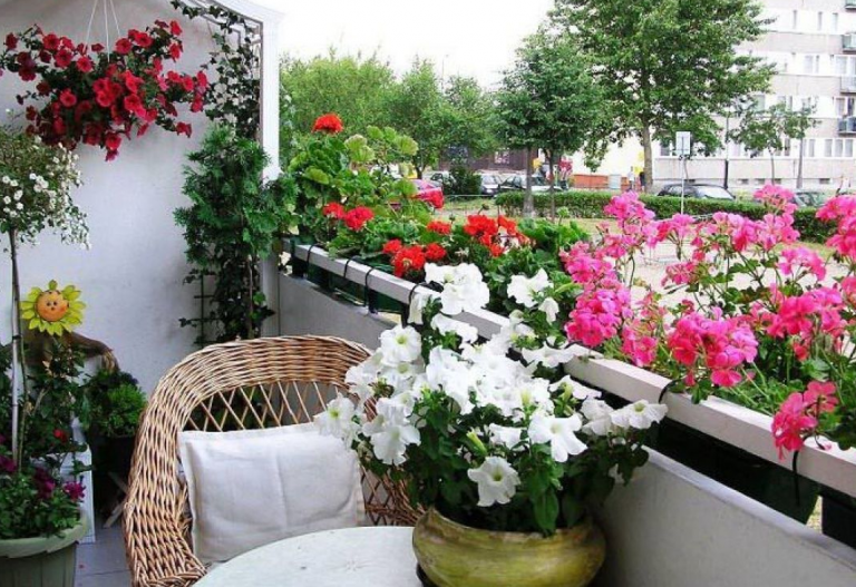 One vole sunce: Pet biljaka idealnih za terasu