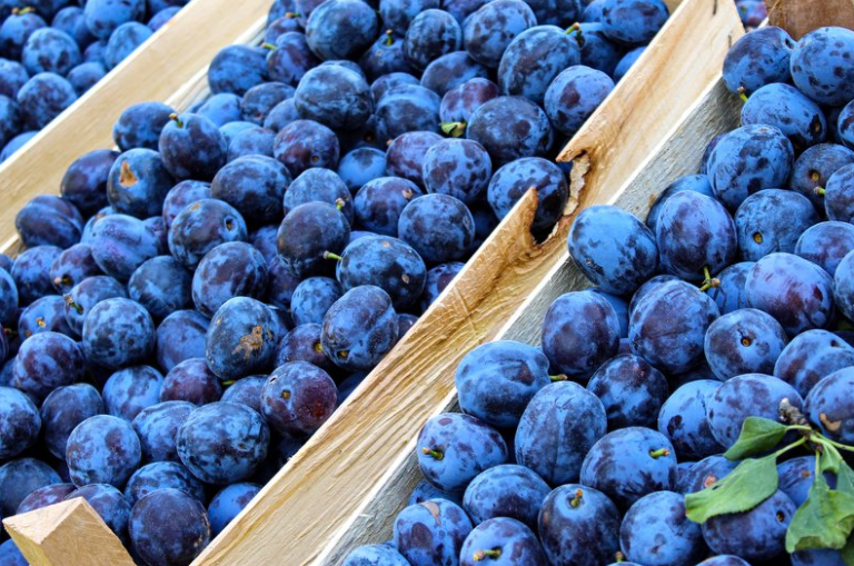 Hrvati zbog sloma proizvodnje kupuju šljive, džemove i pekmeze proizvedene u BiH