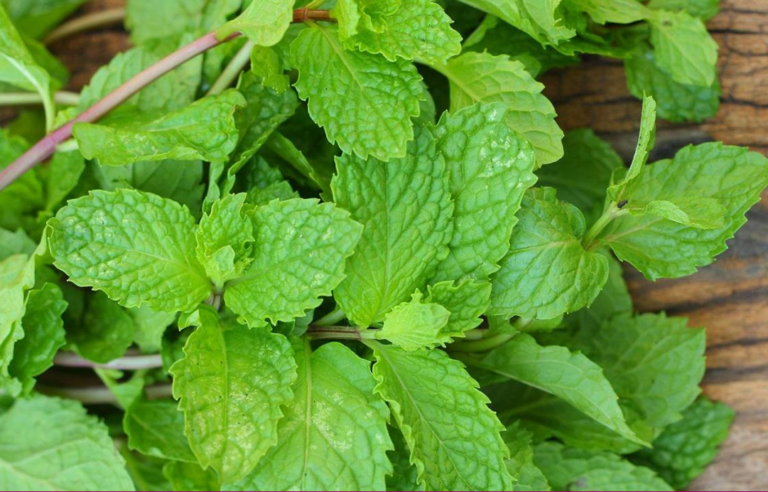 Menta umiruje želudac