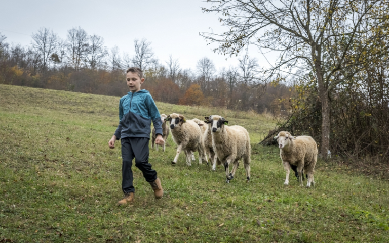 Devetogodišnjak i njegovo stado od devet ovaca
