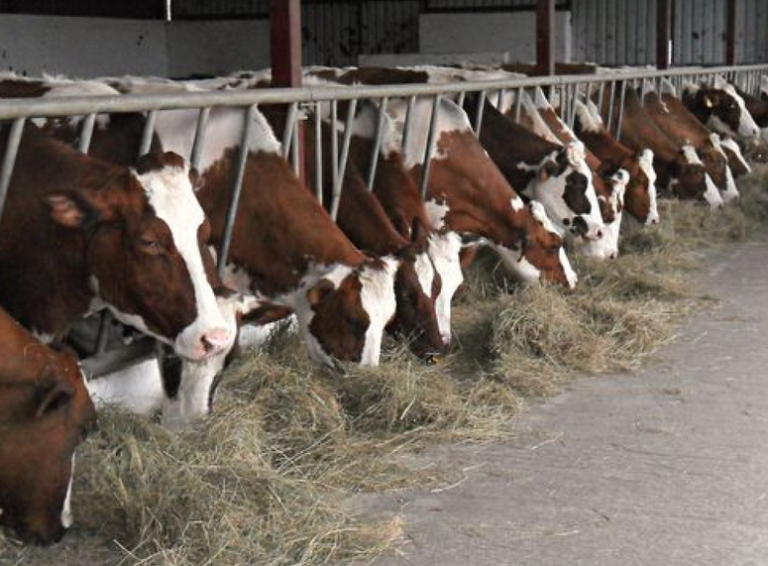 Traži se muzač krava u porodilištu i vozač traktora: Evo kolike su plaće