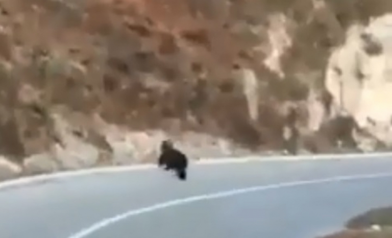 U mjestu Galica, na obroncima Vlašića, medvjed se prošetao cestom