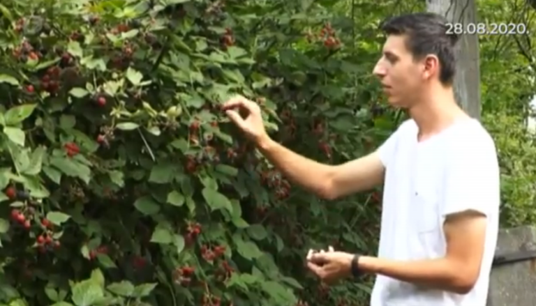 NAKON ZAVRŠENIH FAKULTETA: Mladići Aldin i Dario uspješno uzgajaju bobičasto voće