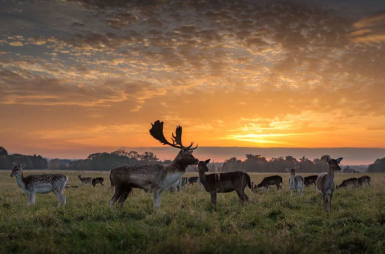 U srcu grada: Ogromni park usred evropske prijestolnice u kojem živi čak 600 jelena