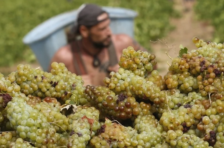 Dramatičan pad prodaje i izvoza vina iz BiH, vinari se pitaju šta će biti s novom berbom