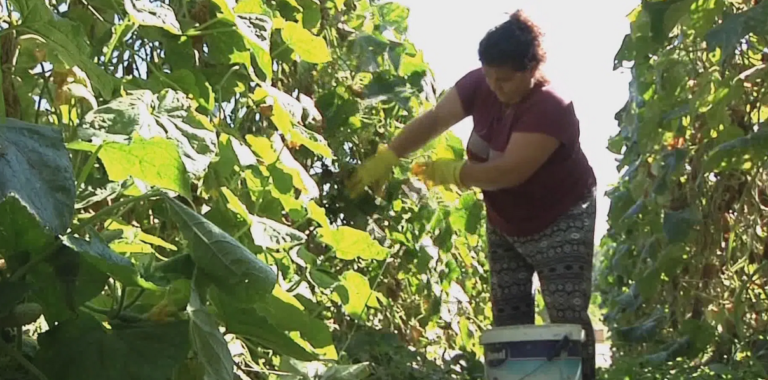 Proizvođači krastavca iz Svojata kod Živinica obaraju rekorde: Ove godine prodali preko 100 tona!