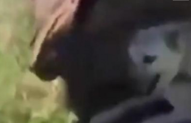 UZNEMIRUJUĆI VIDEO: Brutalno zlostavljanje i iživljavanje nad psom u BiH