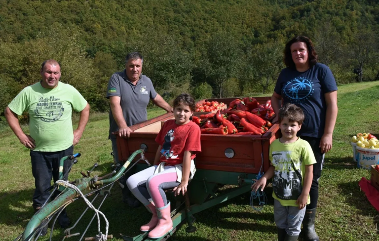 Mnogo rada, muke i truda: Porodica Muhović proizvodi desetine tona povrća u plastenicima