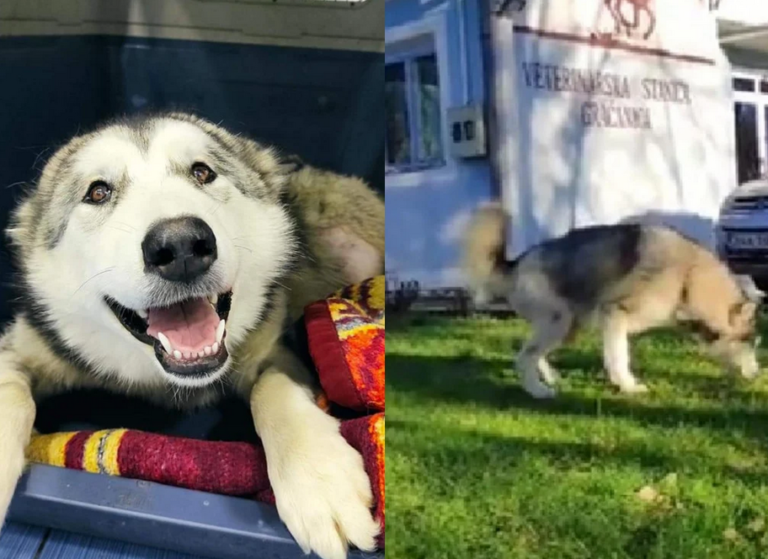 Stravično iživljavanje i gaženje psa traktorom dobilo je svoj epilog (VIDEO)