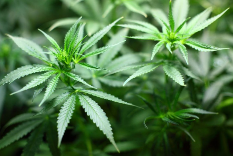 Europska unija odobrila kanabis za liječenje dječje epilepsije