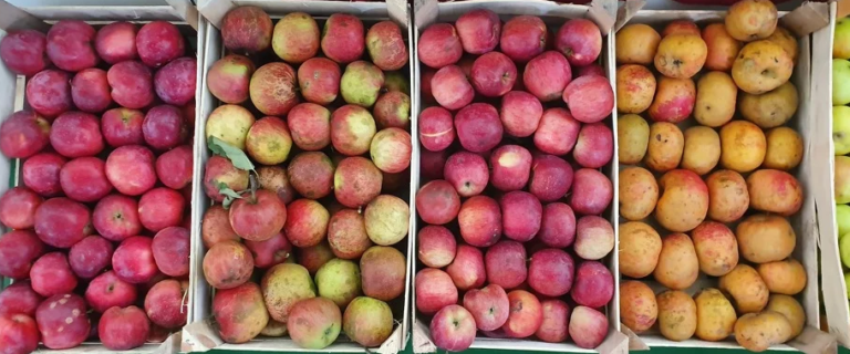 Od proizvodnje jabuka se može zaraditi, ali mladi ne žele, neke sorte su pred izumiranjem