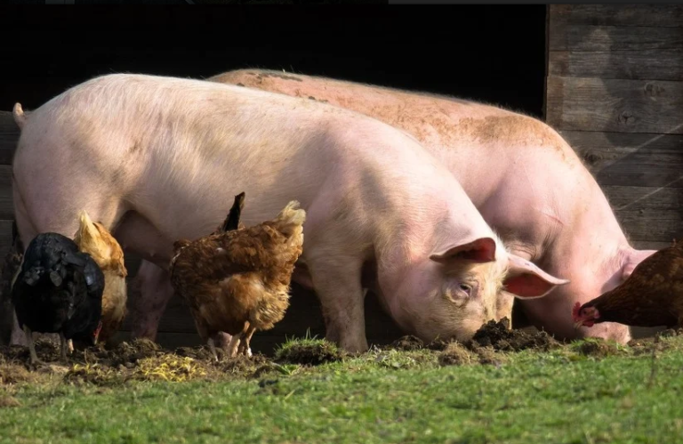 Virus gripe s “potencijalom pandemije” pronađen u Kini kod svinja