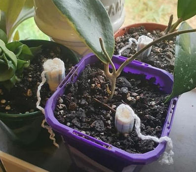 Nevjerovatan trik koji spašava biljke da ne uginu zbog previše vode