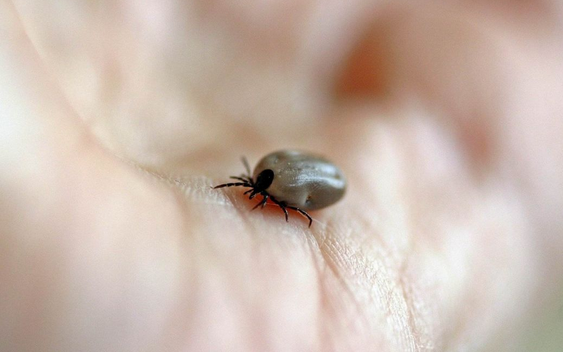 Sezona je krpelja: Evo kako se zaštititi
