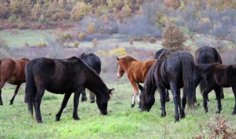 Kako je bosanski brdski konj spašen od izumiranja