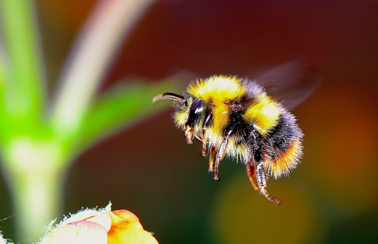 Zabrinjavajući podaci: Drastično se smanjuje broj bumbara