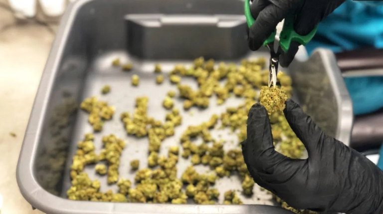 Tema o kojoj se priča pet godina: Za i protiv legalizacije kanabisa u BiH