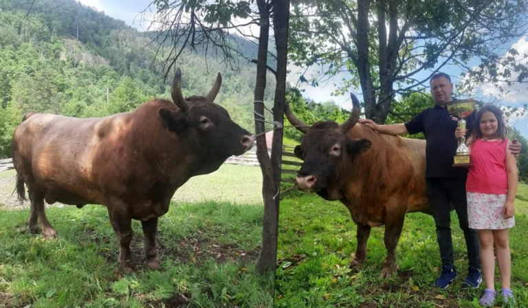 Bik Medonja je višestruki vladar Čevljanske koride i vlasnik ga nije htio prodati ni za 50.000 eura