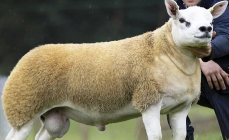 Najskuplja ovca na svijetu prodata za 490.000 dolara