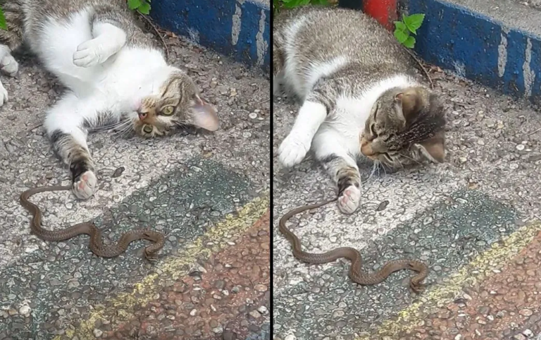 Susret mačke i zmije: Zanimljiv prizor zabilježen na stepenicama prema UKC-u Tuzla