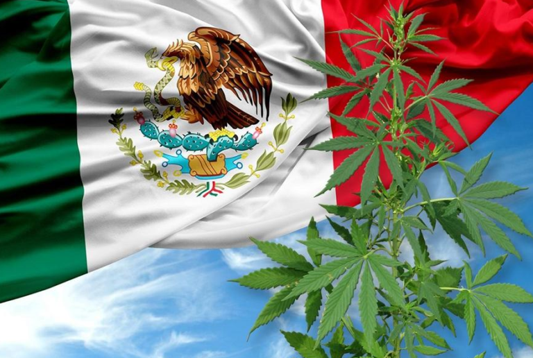 Meksiko: Senat usvojio prijedlog zakona o legalizaciji marihuane