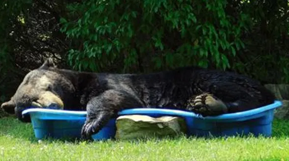 Veliki crni medvjed odlučio potražiti osvježenje u dvorišnom bazenu