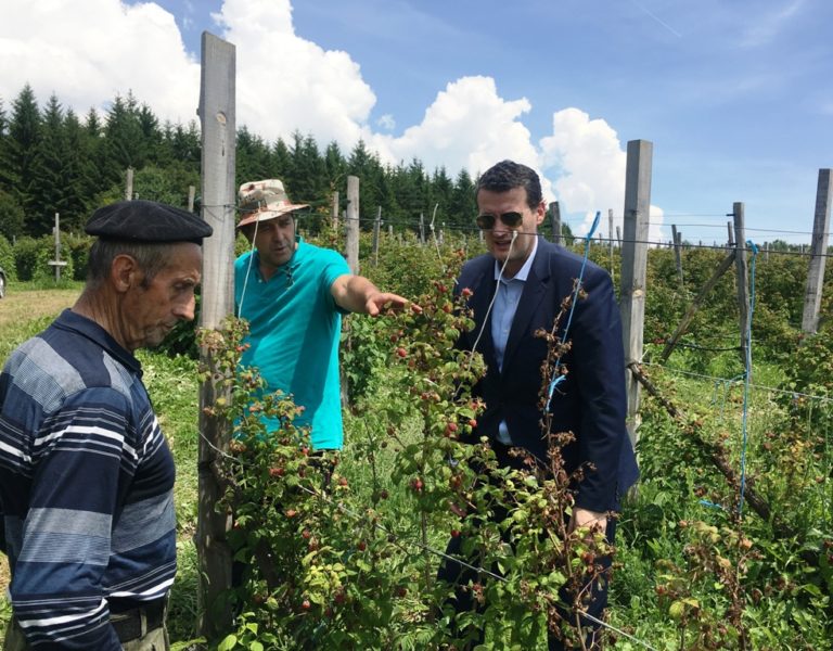 Šepić posjetio malinare u Zenici i pozvao vlasti da što hitnije reaguju