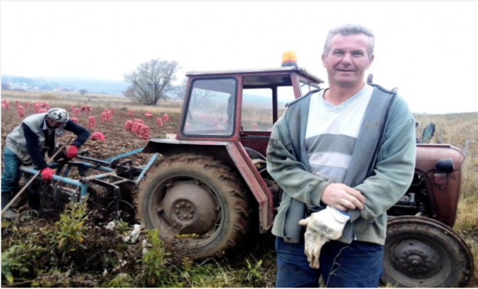 Slobodan uzgojio 120 tona krompira i garantuje u kvalitet2 696x421 1