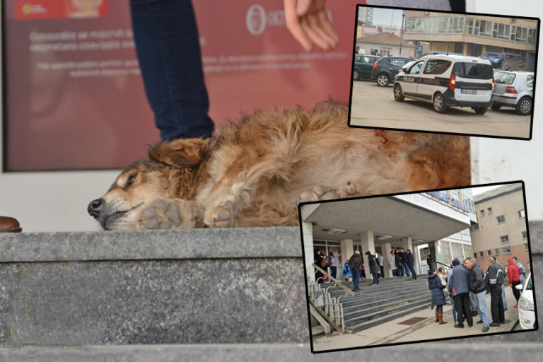 KO TO SVE RADI KAO POLICAJAC? Pas policajca nije napao, evo šta se zapravo dogodilo