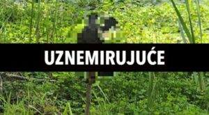ZAKLALI ZAŠTIĆENE KORNJAČE PA IH NABILI NA KOLAC 696x382 1