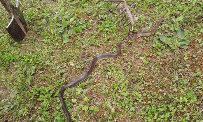Zaštitite kuću od zmija: Stavite ovo u dvorište, nećete vidjeti niti jednu