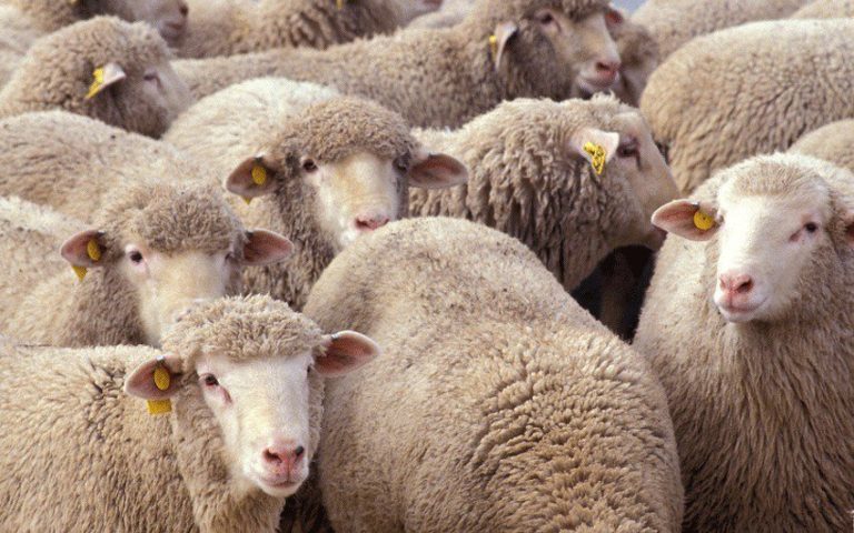 Bruceloza najčešća bolest koja se prenosi sa životinja na ljude, prošle godine oboljelo 230 građana BiH