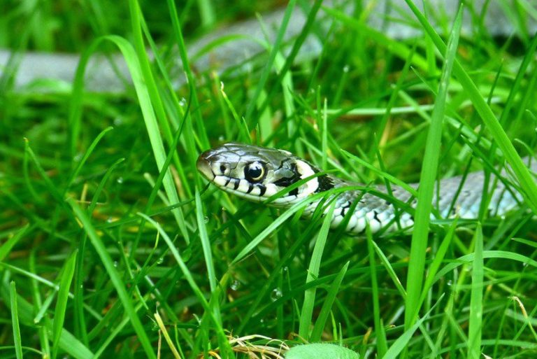 Stručnjaci upozoravaju: Zmije izlaze iz zimskog mirovanja